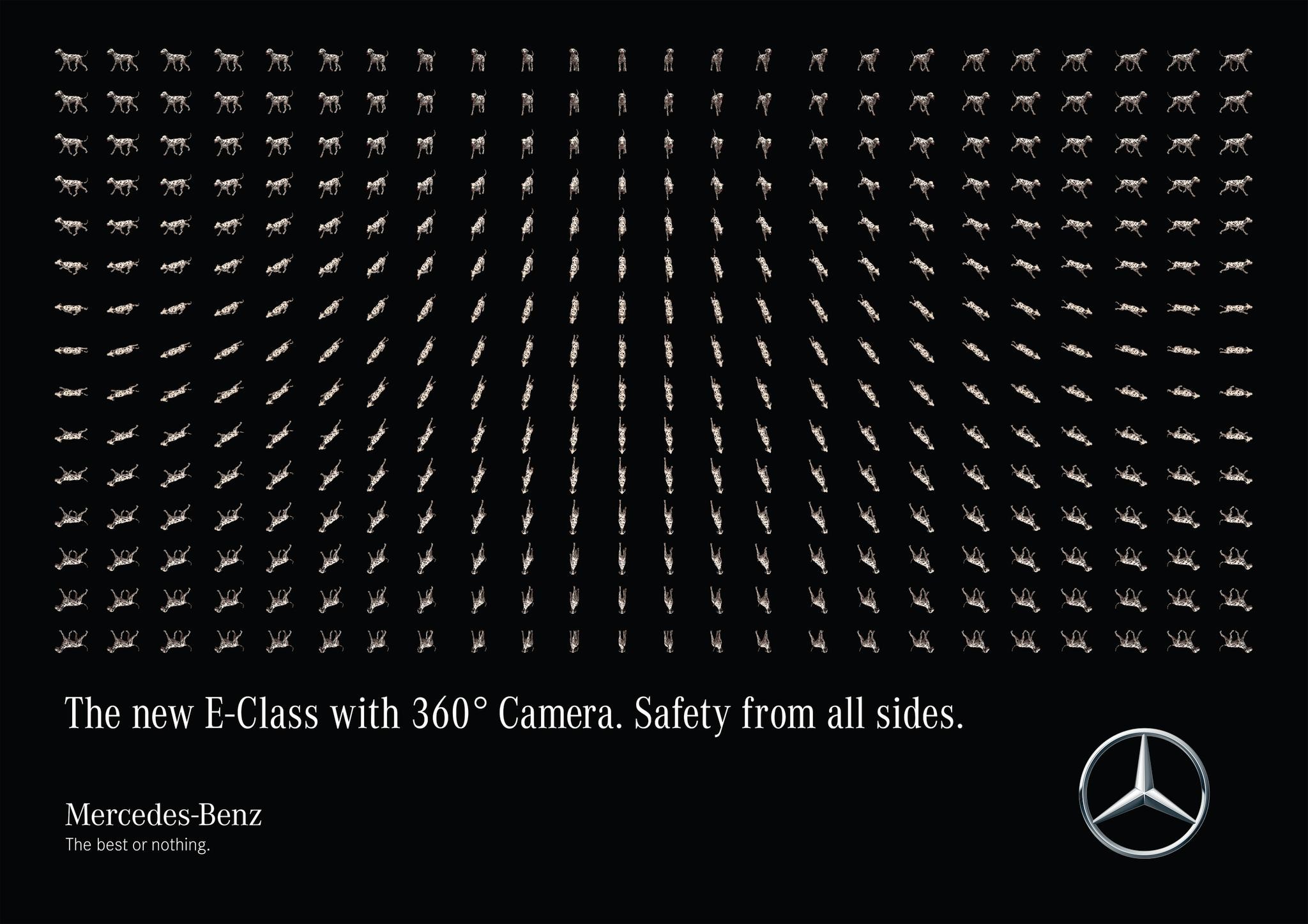 360° Camera - Dog