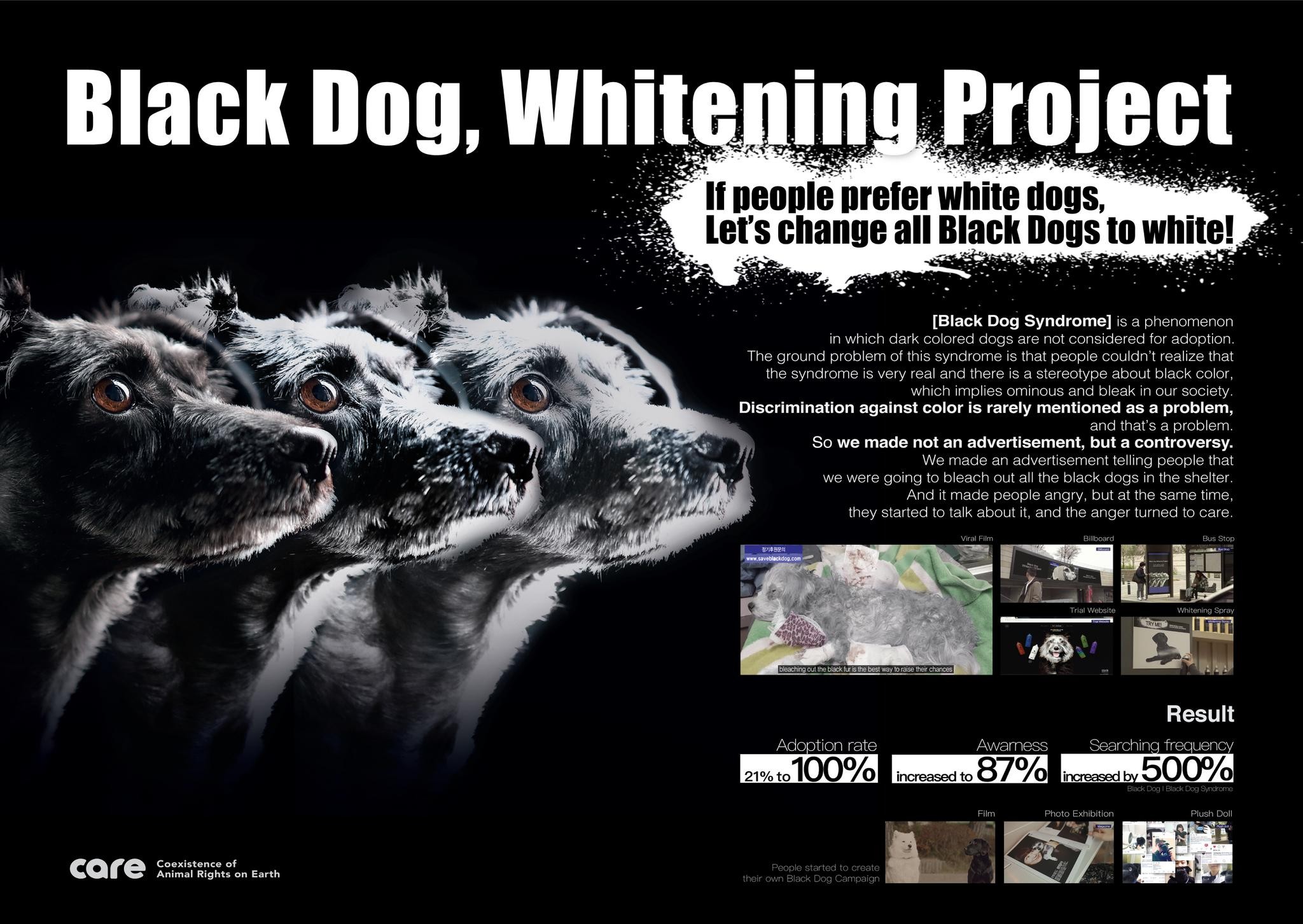 Black dog whitening project