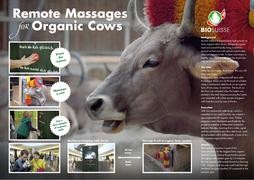 Remote massages for organic cows