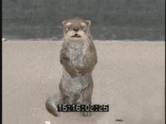 OTTER